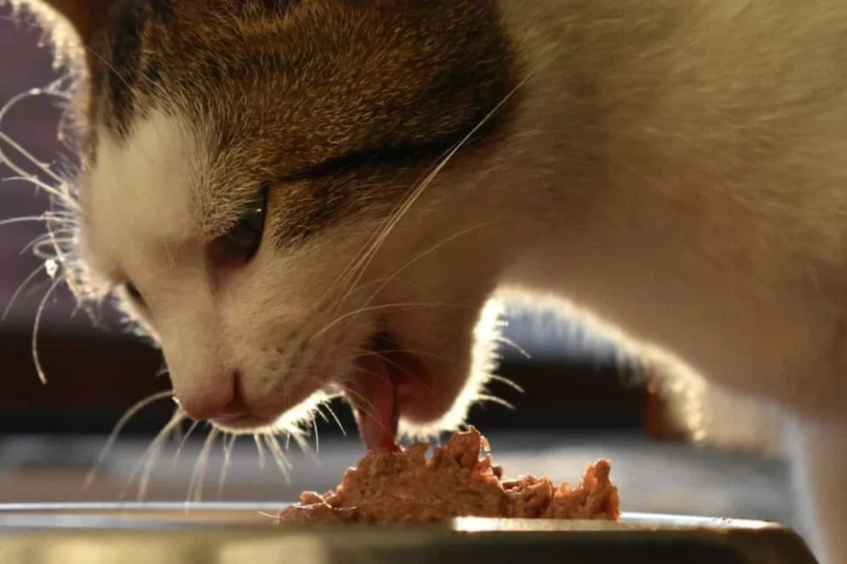 A cat enjoying wet food in a bowl, highlighting proper feeding practices.