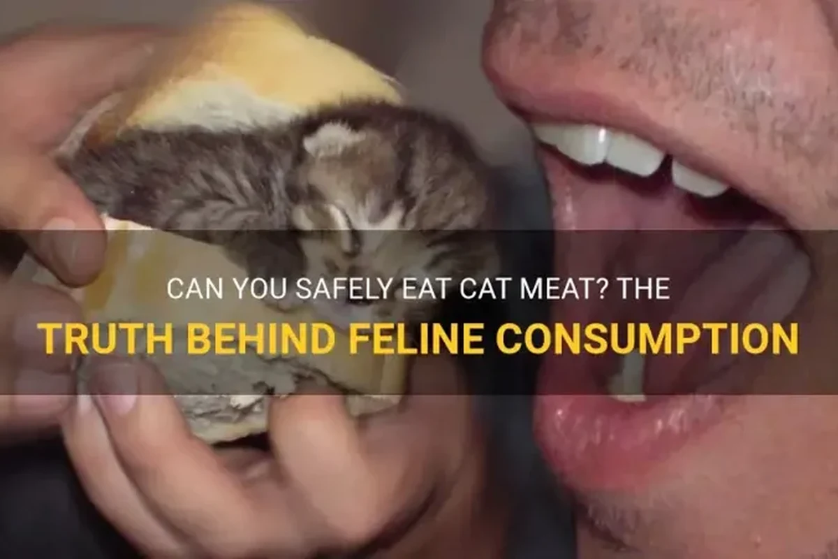 A cat enjoying a healthy meat-based meal.