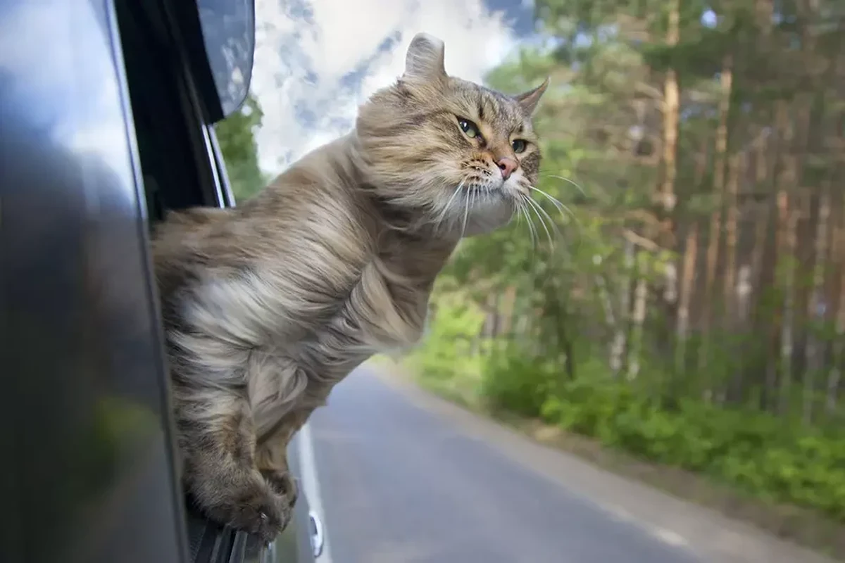 Cat in a car carrier, looking calm during travel.
