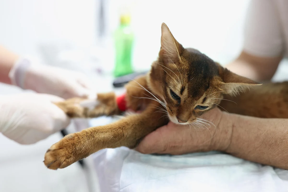 Image of a cat experiencing vomiting issues after eating food.