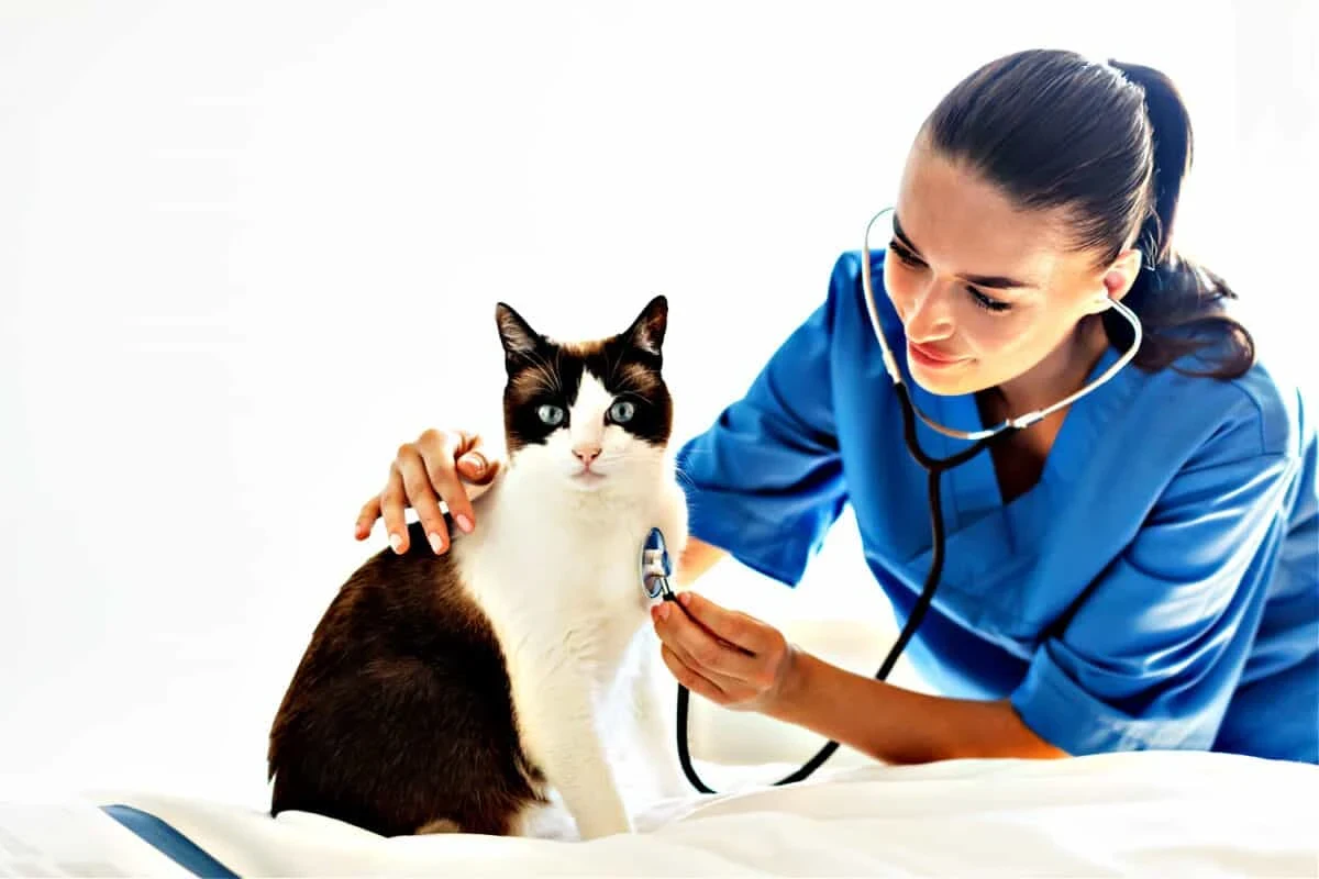 Cat vomiting health care tips and insights