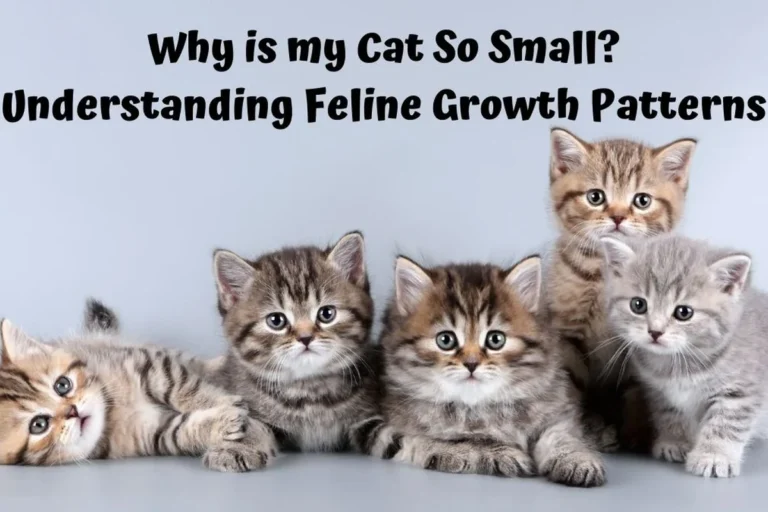 Why Is My Cat So Small at 1 Year Understanding Growth
