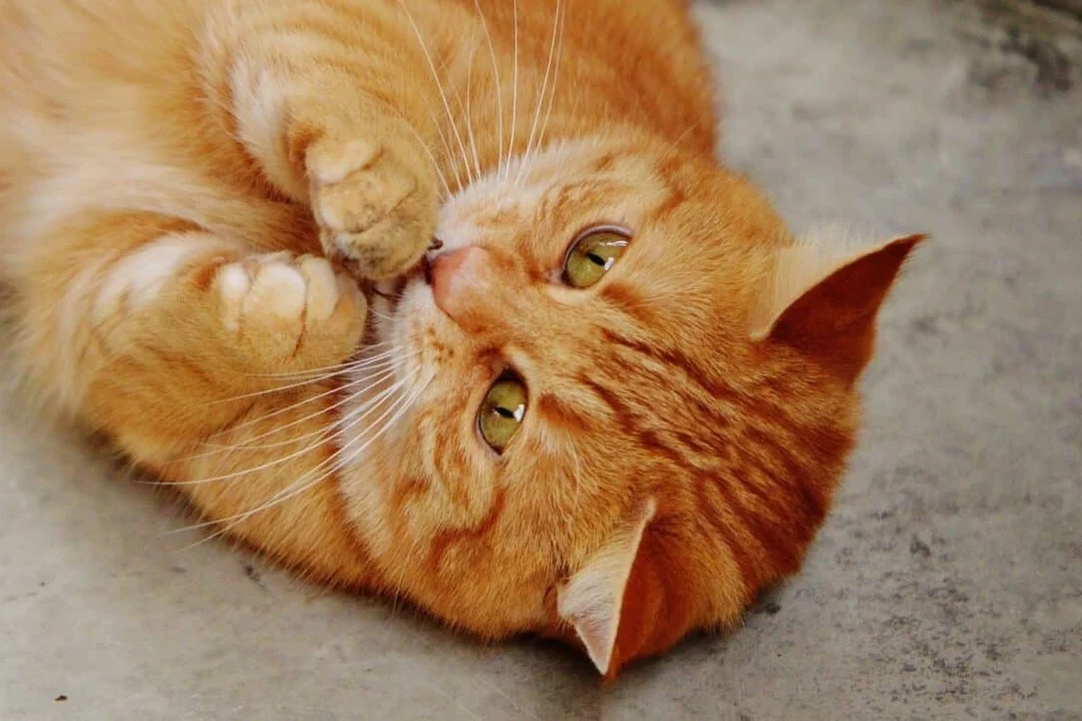 Orange cat resting comfortably at home