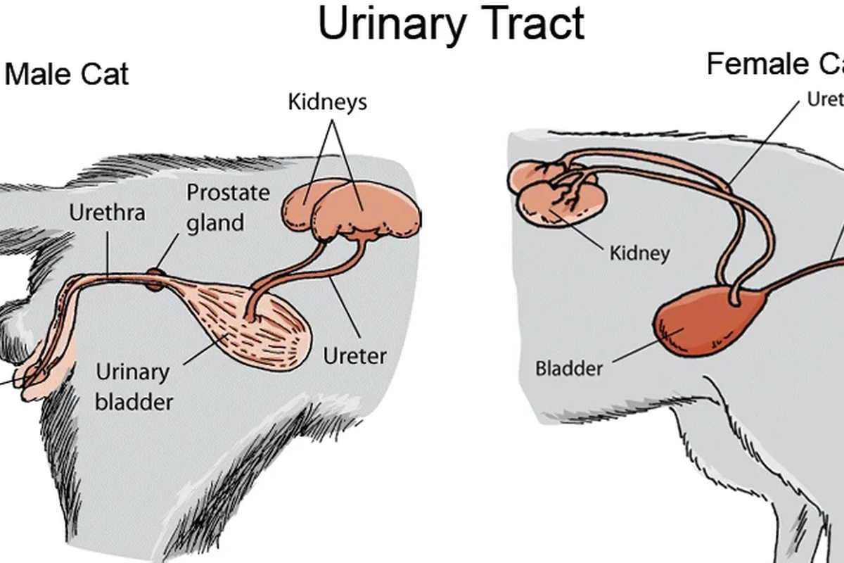 Healthy cat eating dry food for urinary tract health