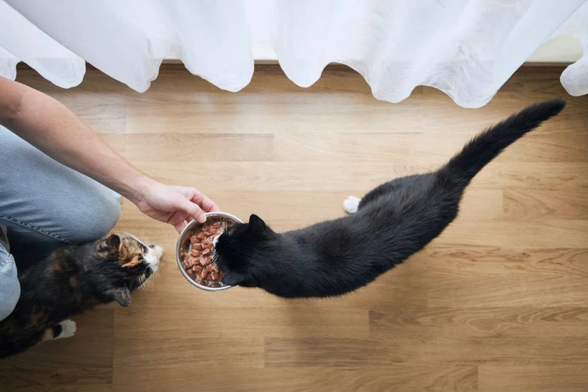 Cat enjoying a healthy meal of protein-rich food and safe vegetables.