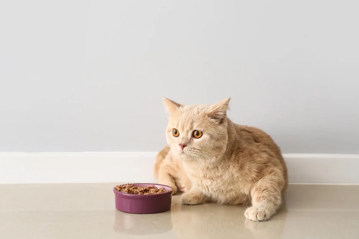 Cat feeding time with wet food and freshness tips
