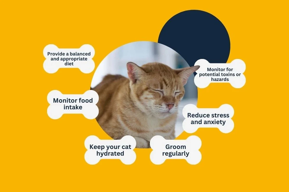 Cat vomiting causes and solutions explained