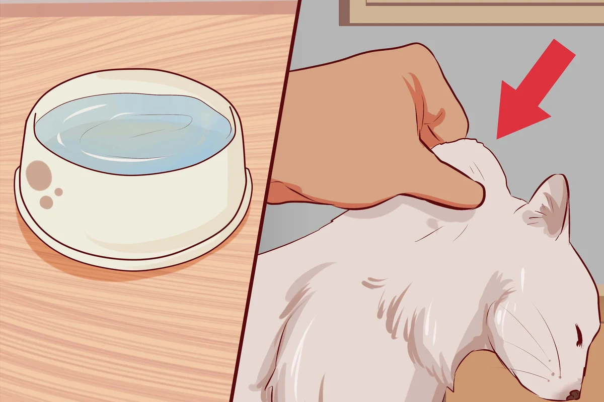 Image showing signs of cat diarrhea with a cat in a litter box