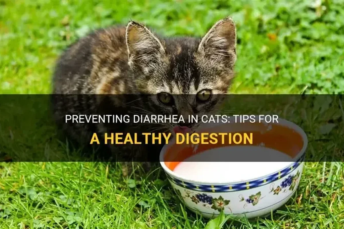 Cat with digestive issues, experiencing diarrhea, looking concerned