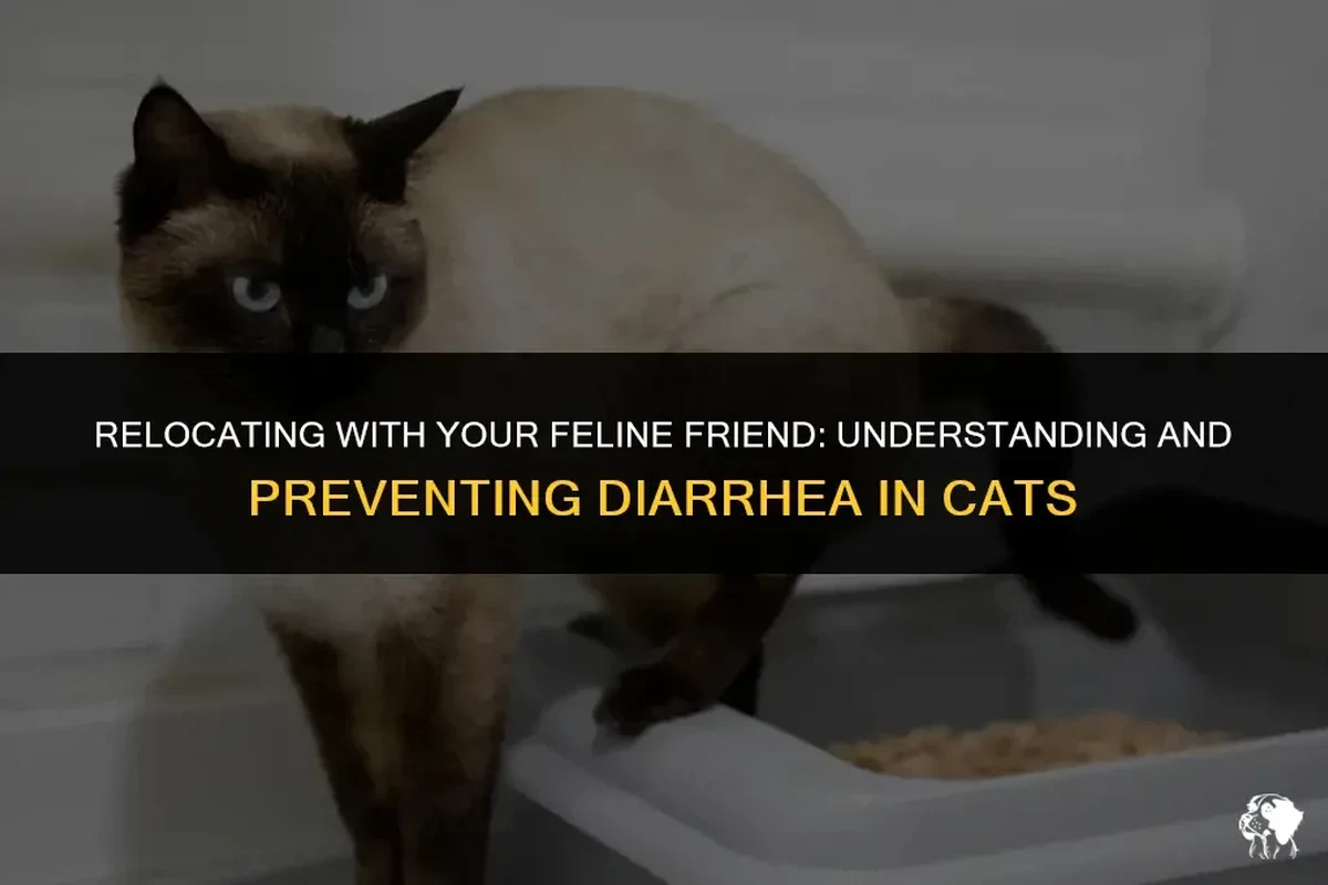 Cat with diarrhea symptoms, looking concerned in a litter box.