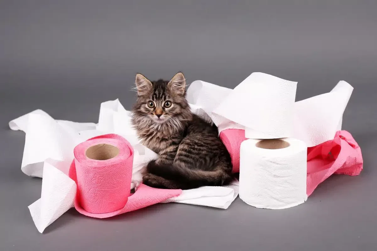 Cat sitting comfortably after treatment for diarrhea.