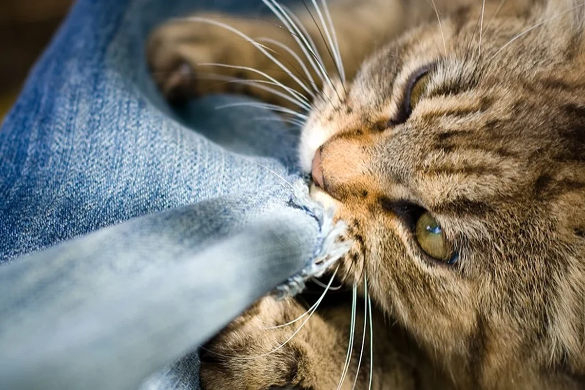 A worried cat owner examining their cat for health issues.
