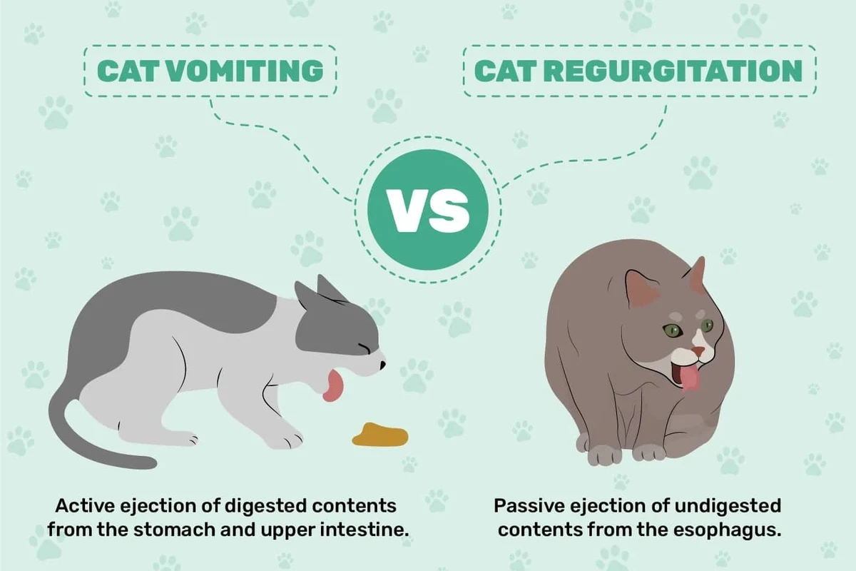 Cat vomiting, signs, causes, and how to help your cat