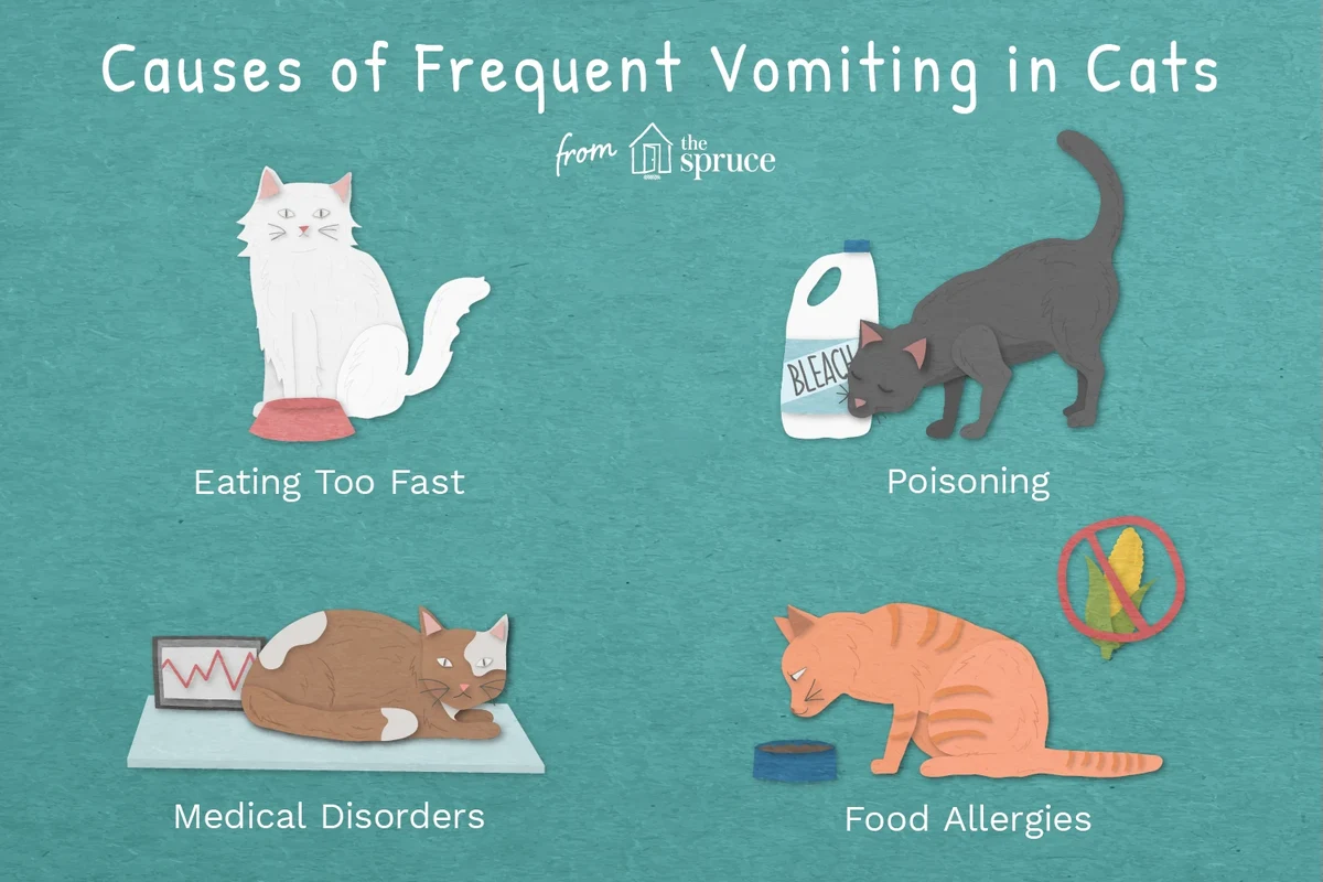 Close-up of cat vomit showing various types and colors for health assessment.
