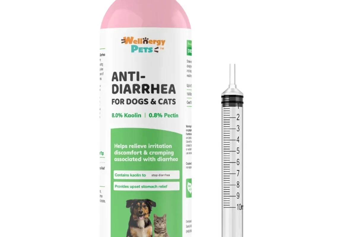 A cat experiencing diarrhea and care tips for owners