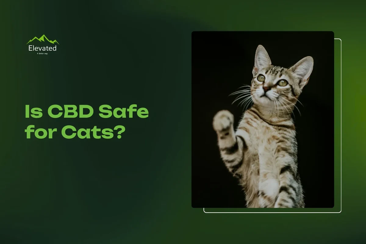 Essential tips for new cat owners about care and health.