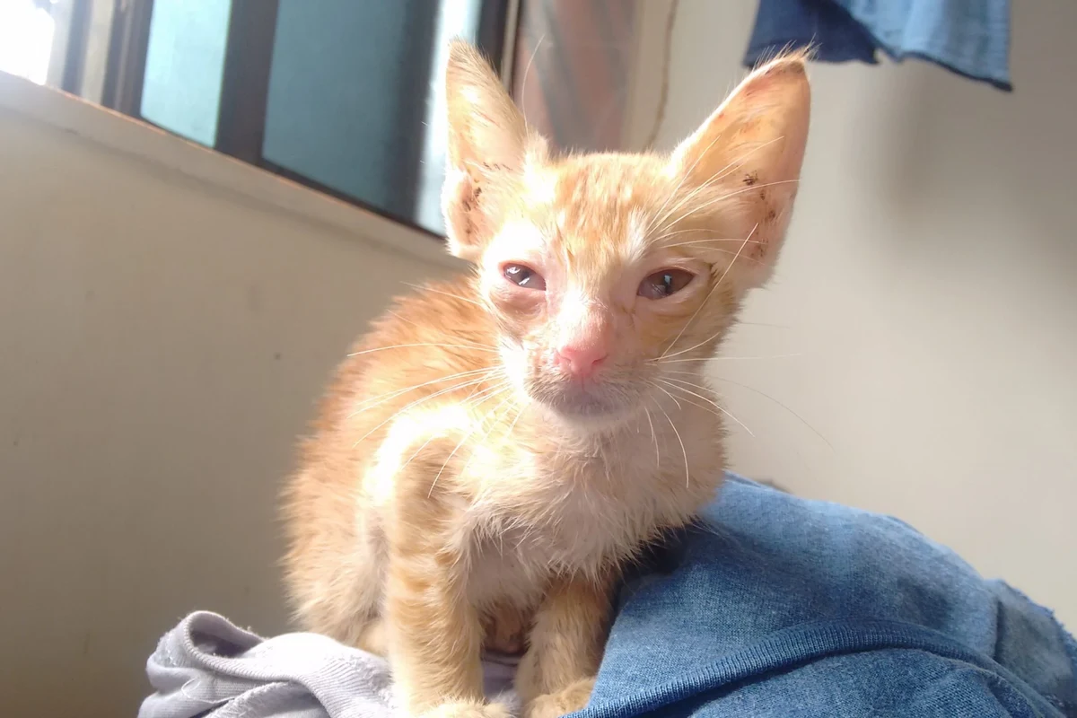 Cat showing signs of illness, laying down with a concerned expression.