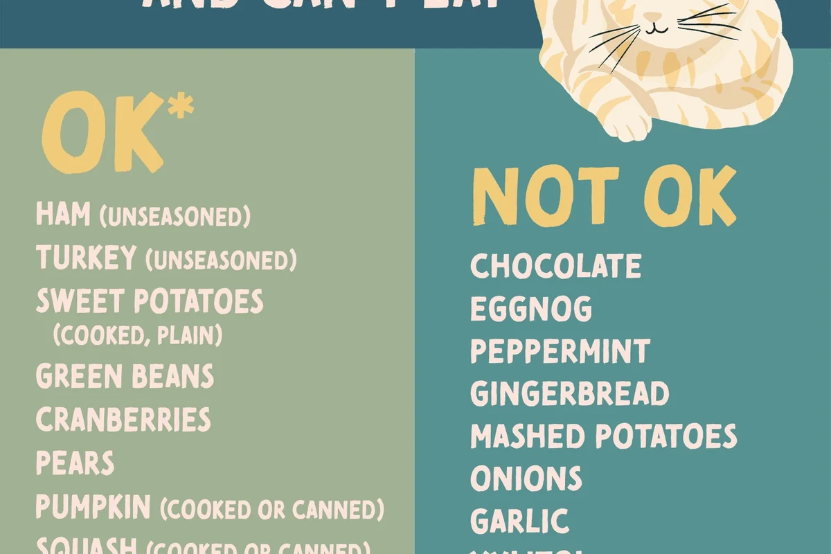 Bowl of bland food for a cat with diarrhea