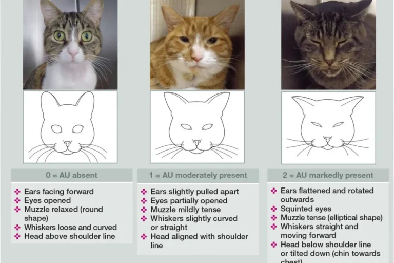 How Can You Tell If a Cat Is Sick and What to Do Next