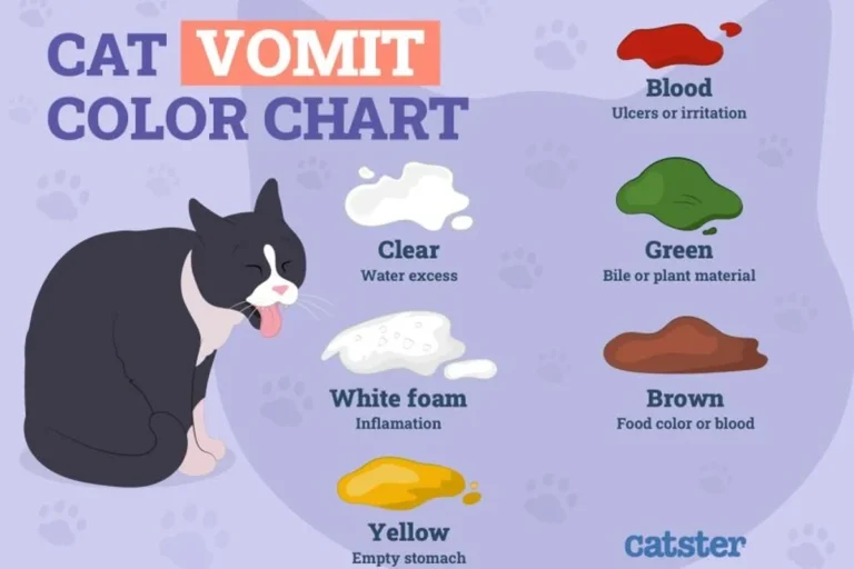 How Can I Tell If My Cat Is Sick and What to Do Next
