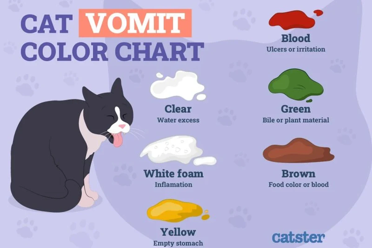 Cat showing signs of illness with subtle behavioral changes