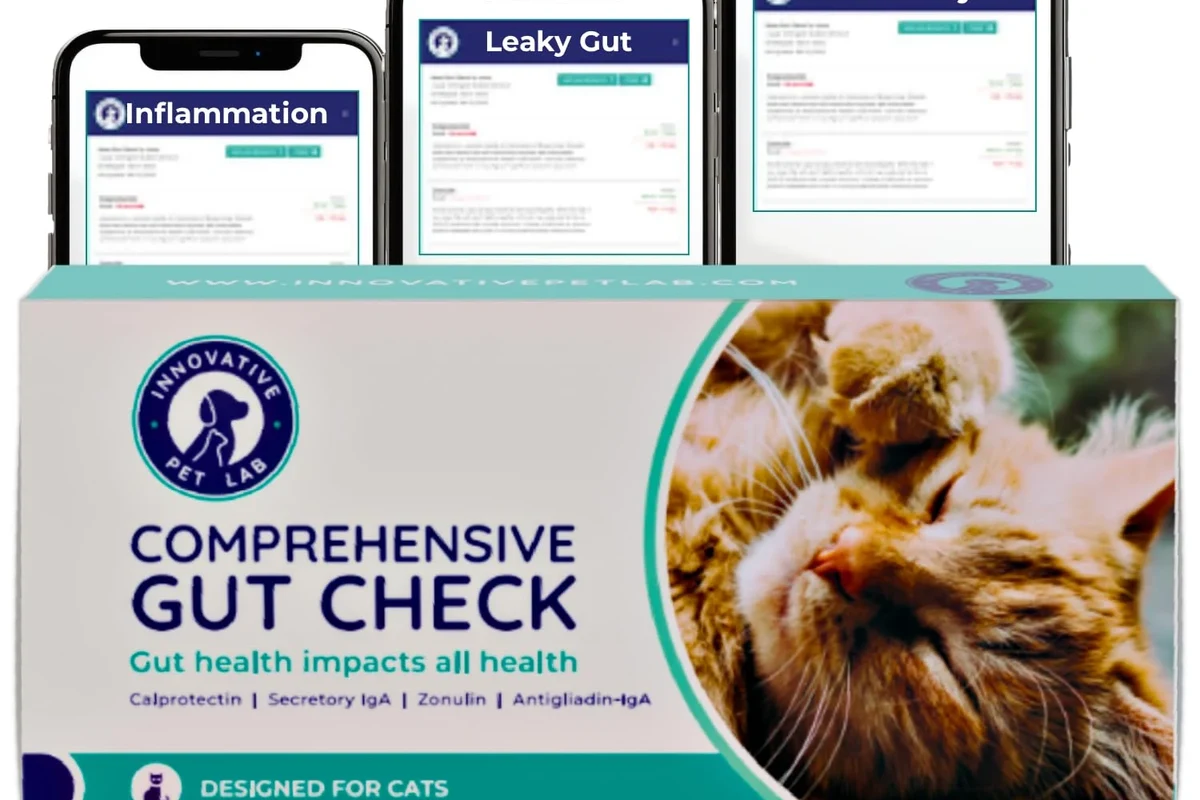 A cat being examined by a veterinarian for health issues.