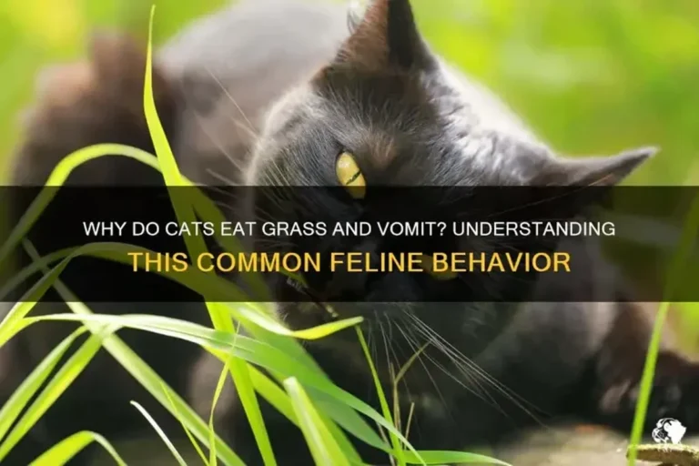 Why Is My Cat Eating Grass and Vomiting