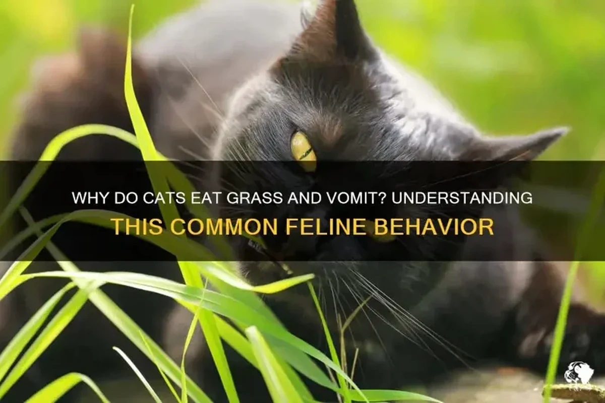 A cat nibbling on grass in a garden setting