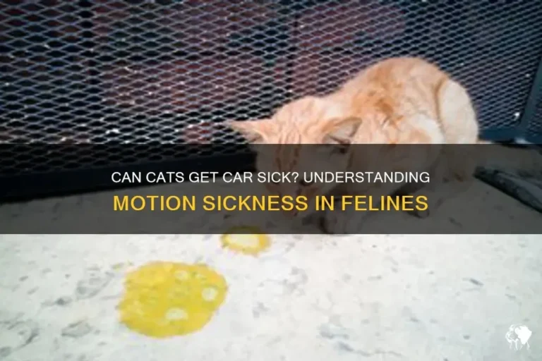 Do Cats Get Car Sick Tips to Keep Your Feline Calm on Trips