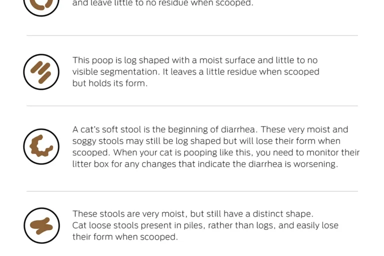 How to Treat a Cat's Diarrhea - How to Treat a Cats Diarrhea
