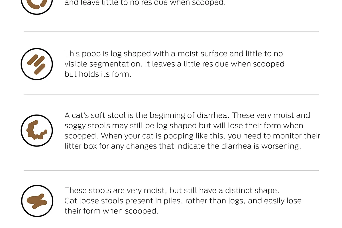Cat sitting on a litter box, looking concerned, with signs of diarrhea.