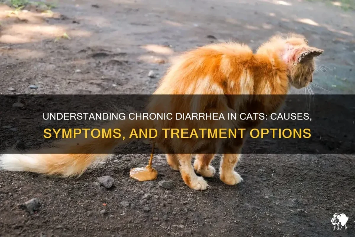 Cat with diarrhea symptoms, looking concerned in a litter box.