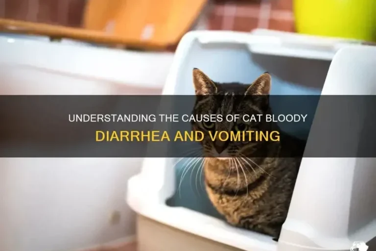 How to Treat Cat with Diarrhea and Restore Their Comfort