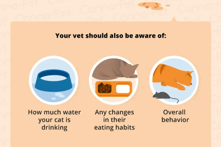 How to Cure Cat Diarrhea and Restore Your Pets Health Fast
