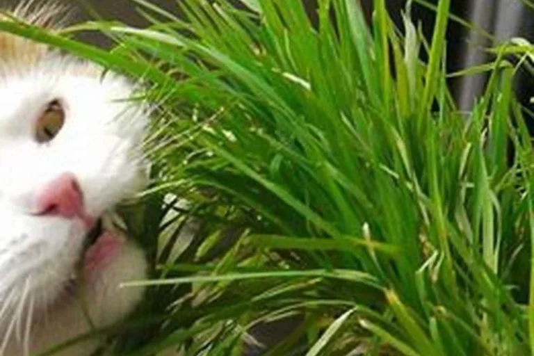 Does Cat Grass Make Cats Vomit and How to Prevent It