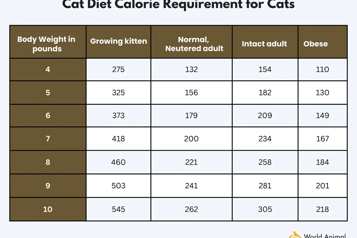 Cat enjoying a healthy meal of protein-rich food and safe vegetables.