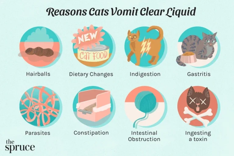 Why Does My Cat Vomit Clear Liquid and How to Help Them