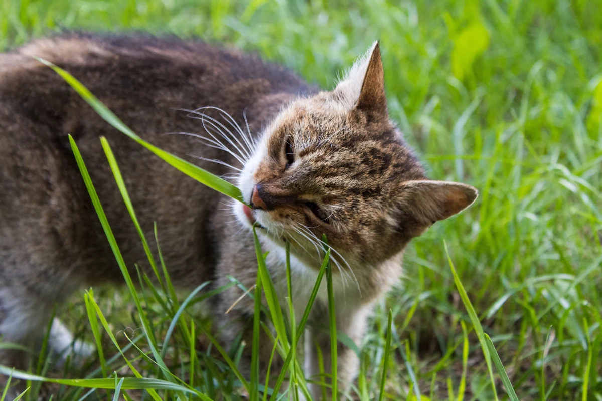 A playful cat nibbling on grass in a green garden.