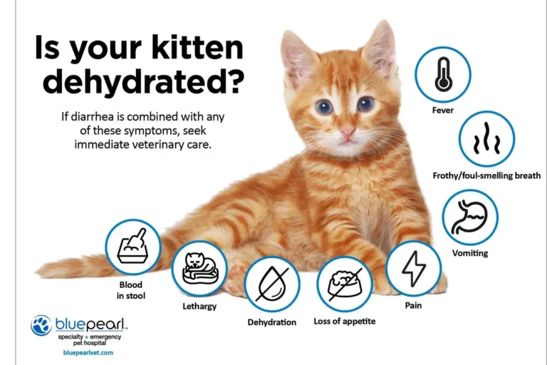 Why Do Cats Get Diarrhea and How to Help Your Pet Recover