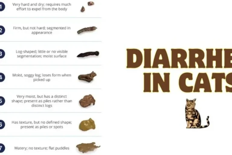Why Do Cats Have Diarrhea and How to Help Them Feel Better