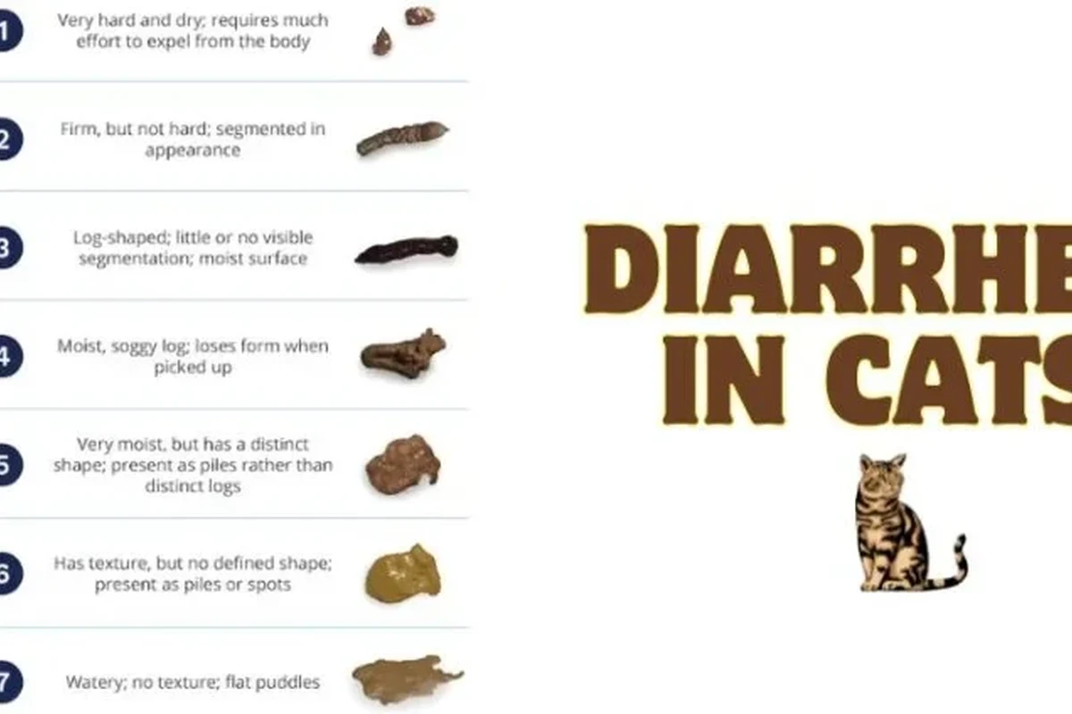 Cat experiencing diarrhea, showing signs of discomfort and health concerns.