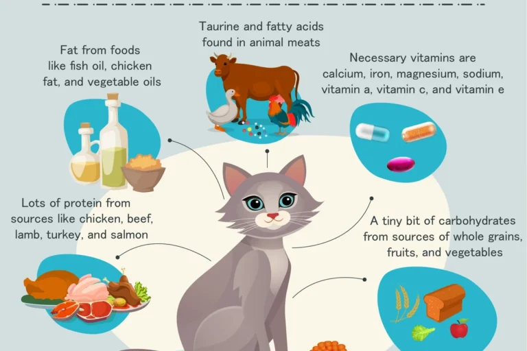 Are Grains Good for Cats How They Can Impact Your Pets