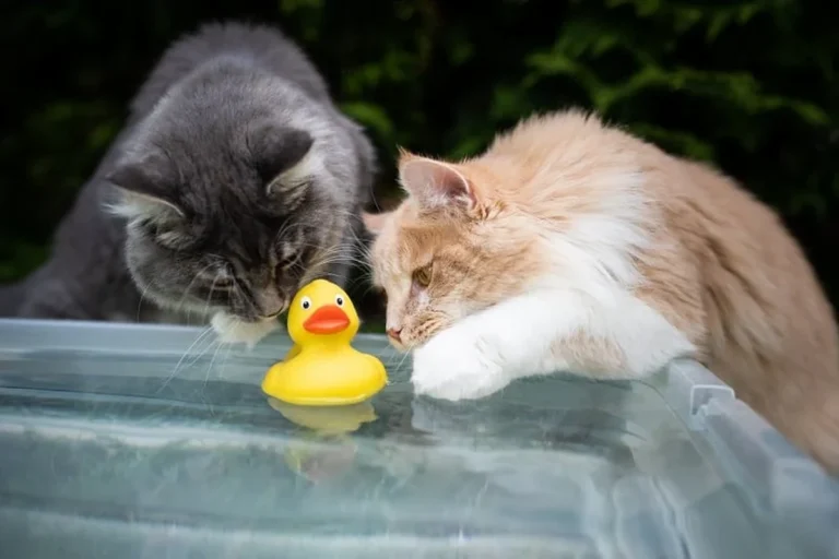 Why Do Cats Put Toys in Water to Understand Their Instincts