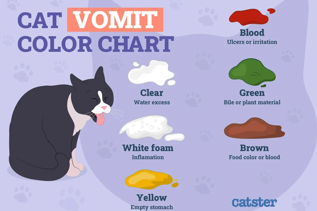 Cat vomiting causes and solutions explained