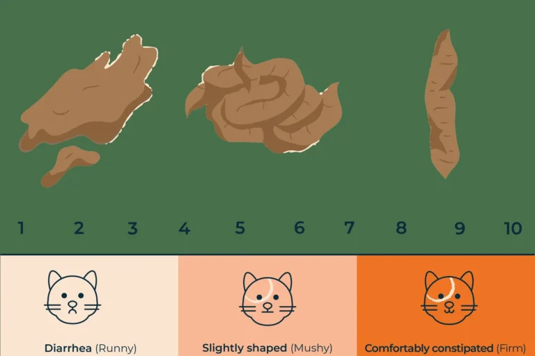 How to Help a Cat with Diarrhea and Restore Their Health
