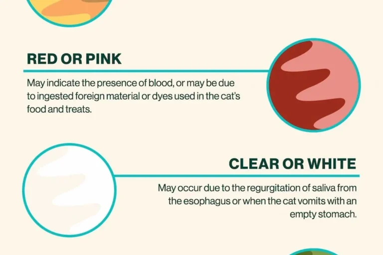 Why Do My Cats Vomit All the Time and How to Help Them