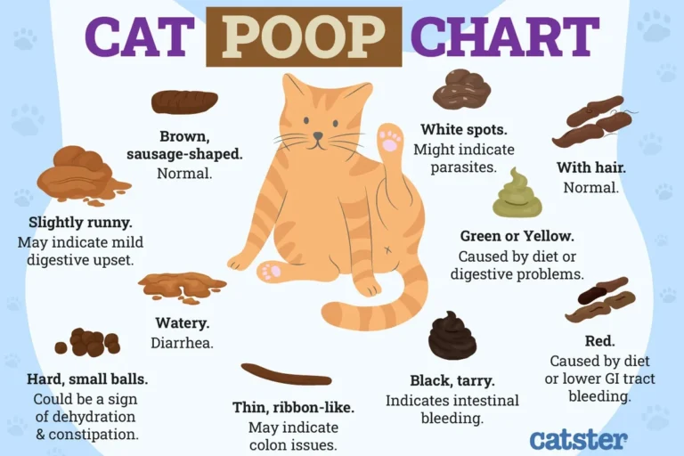Why My Cat Has Diarrhea Understanding Causes and Solutions