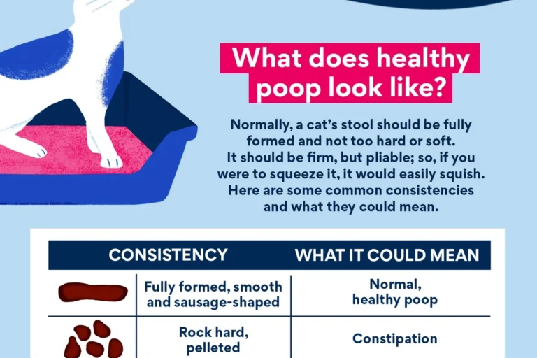 Why Did My Cat Have Diarrhea Causes and Solutions for Relief