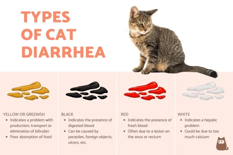 Why Does My Cat Have Diarrhea Causes and Solutions