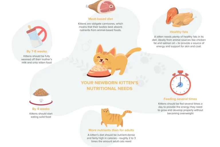What Food Can Kittens Eat for Healthy Growth and Playfulness